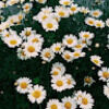 wildflower127